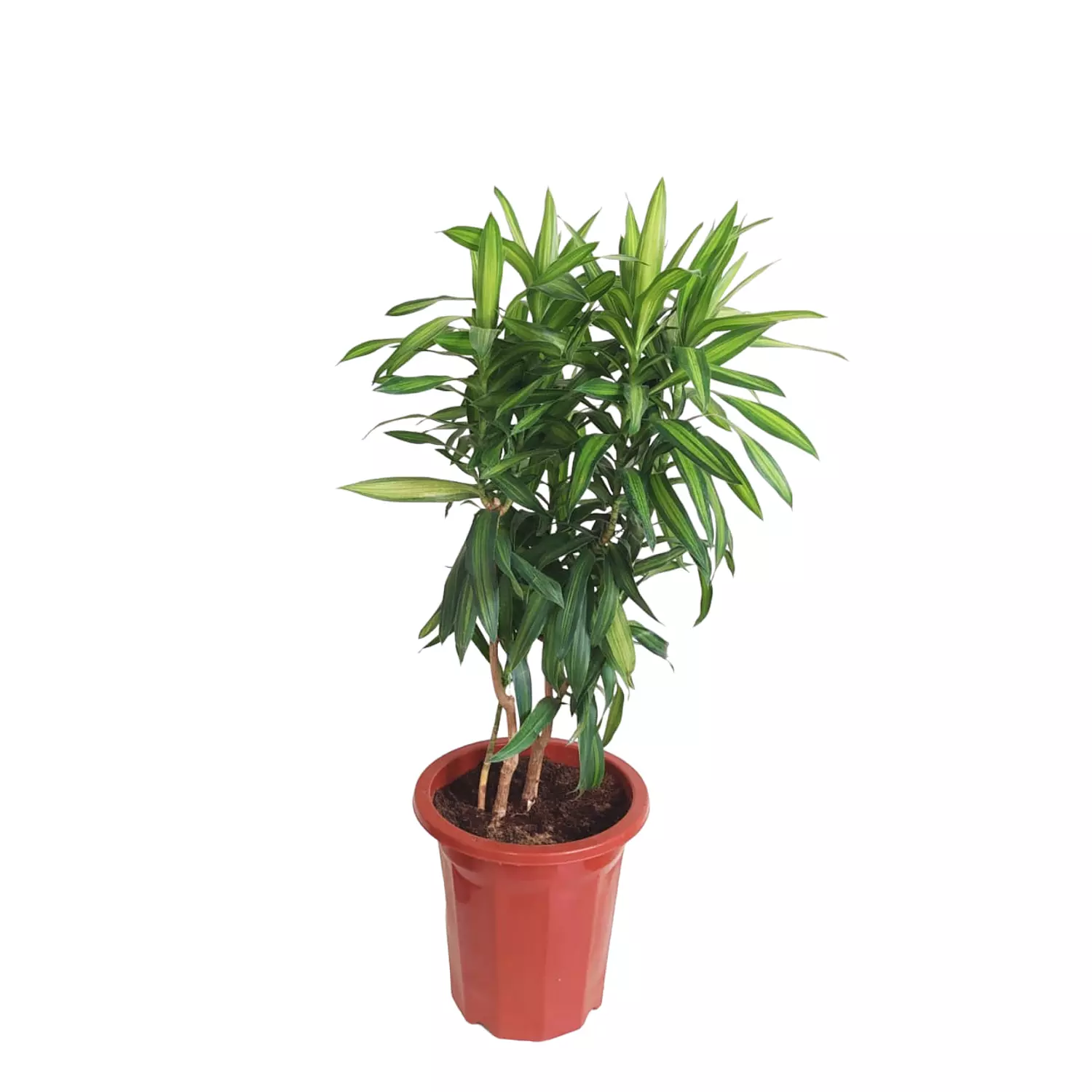 Dracaena Song