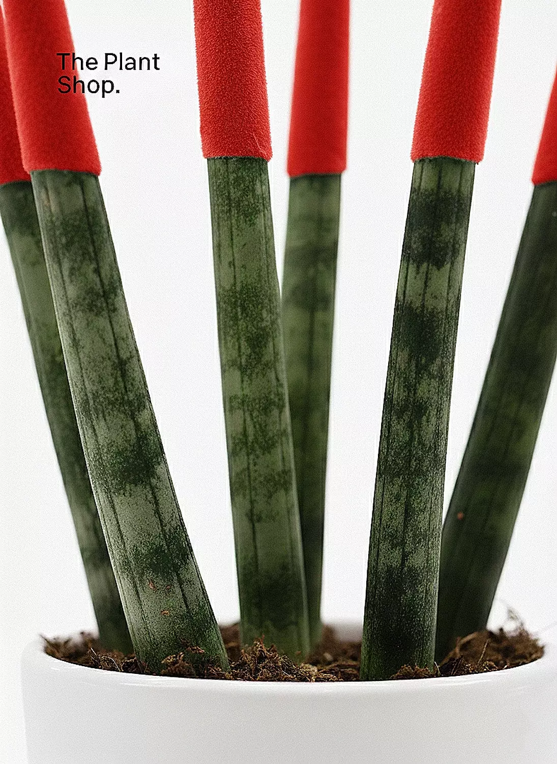 Spear Sansevieria 11