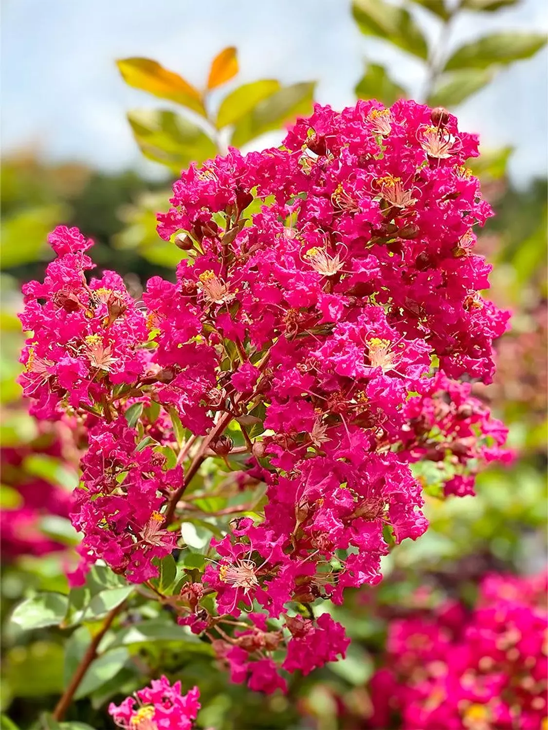 Crepe Myrtle 2
