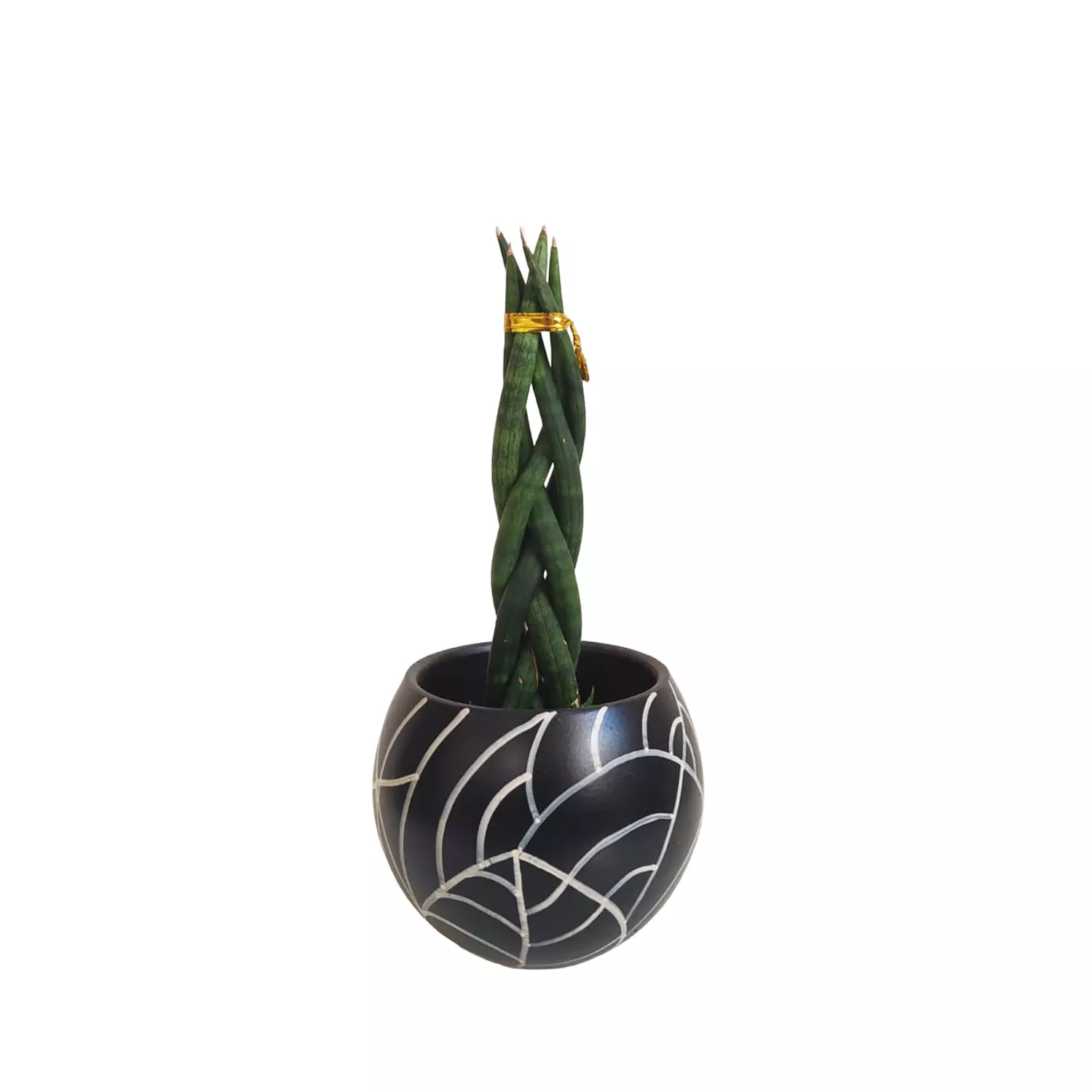 Dracaena angolensis image