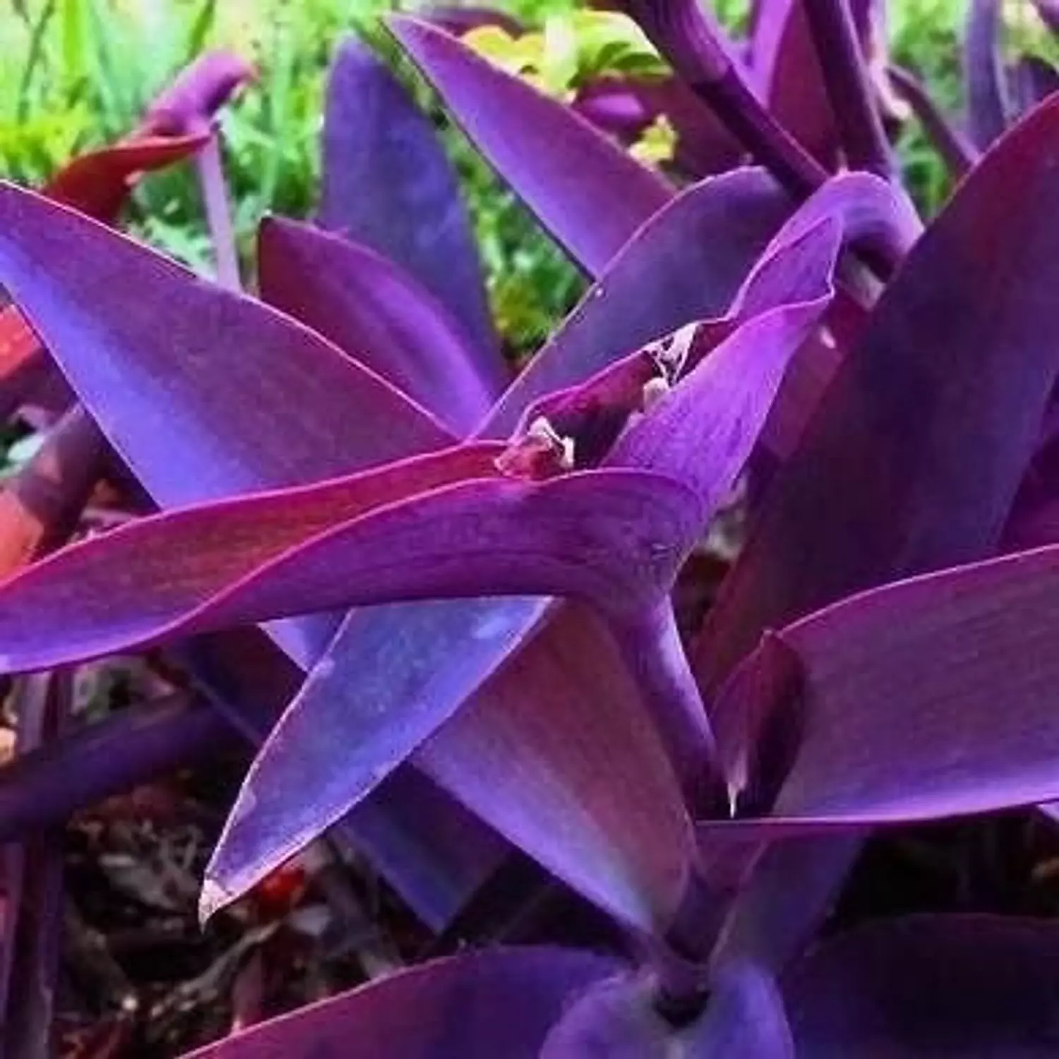 Tradescantia 2