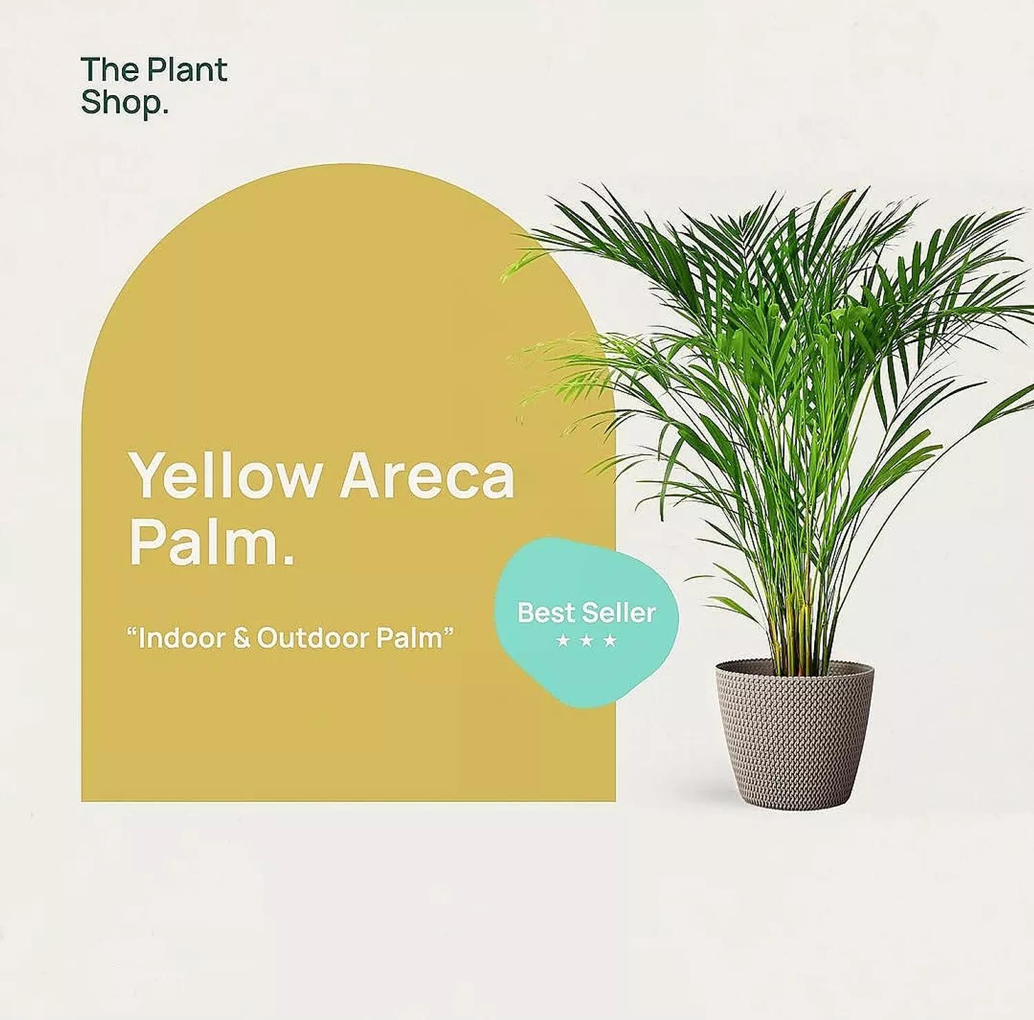 Yellow Areca Palm image