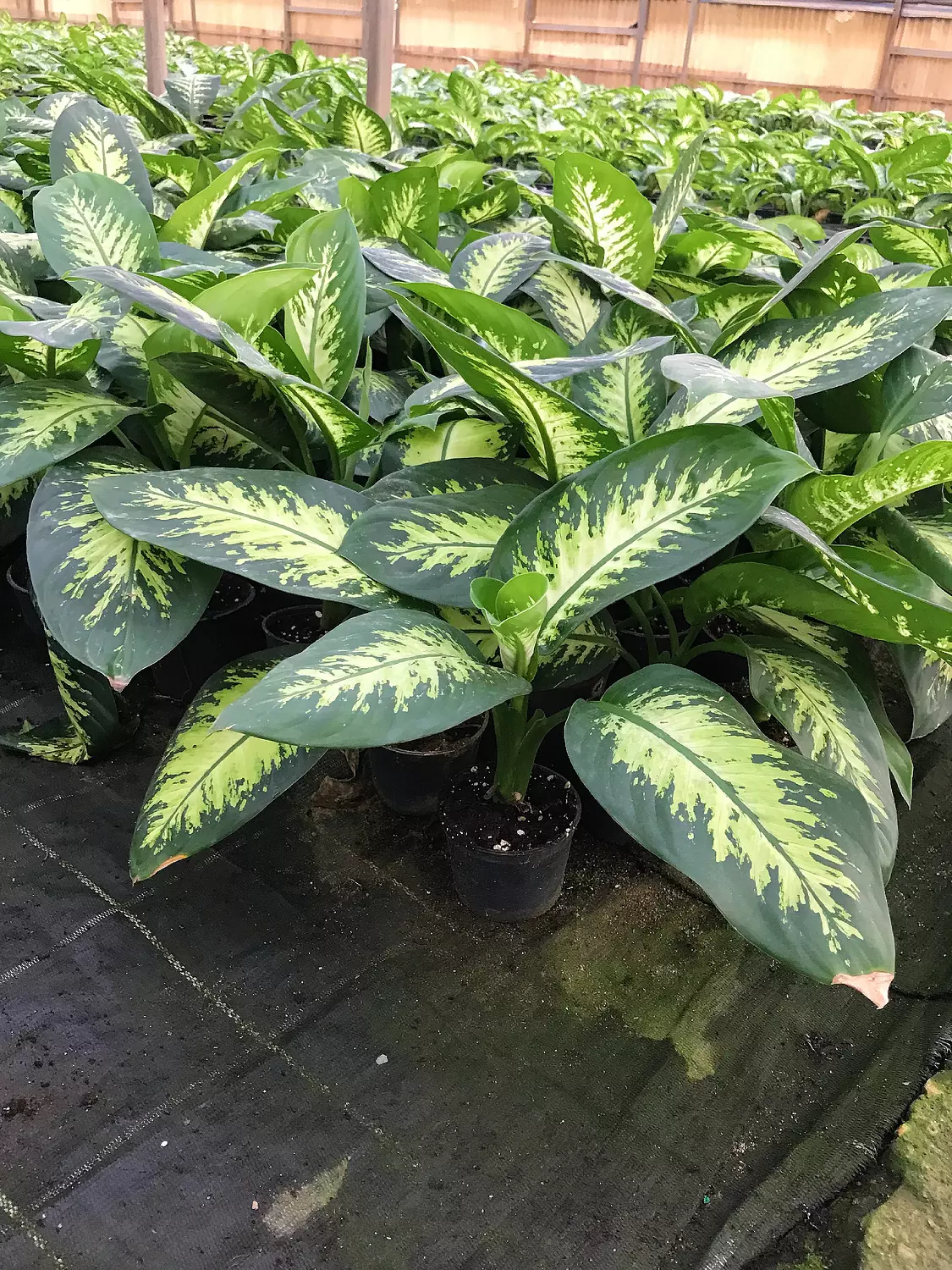 Dieffenbachia Tropic Snow 4