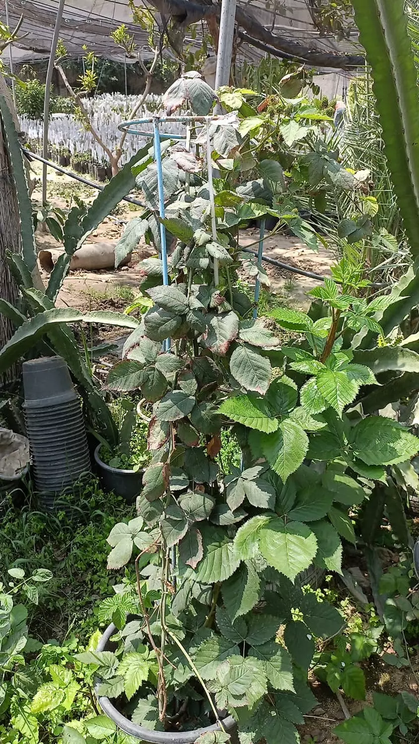 BlackBerry Tree hover image