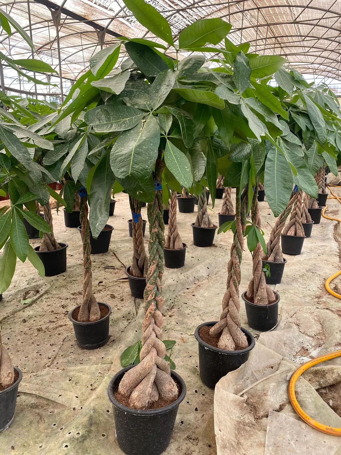 Money Tree 1