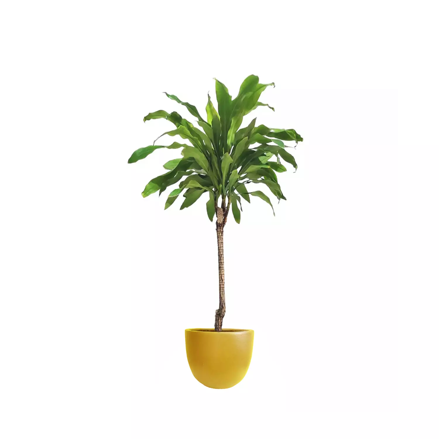 Dracaena fragrans 8
