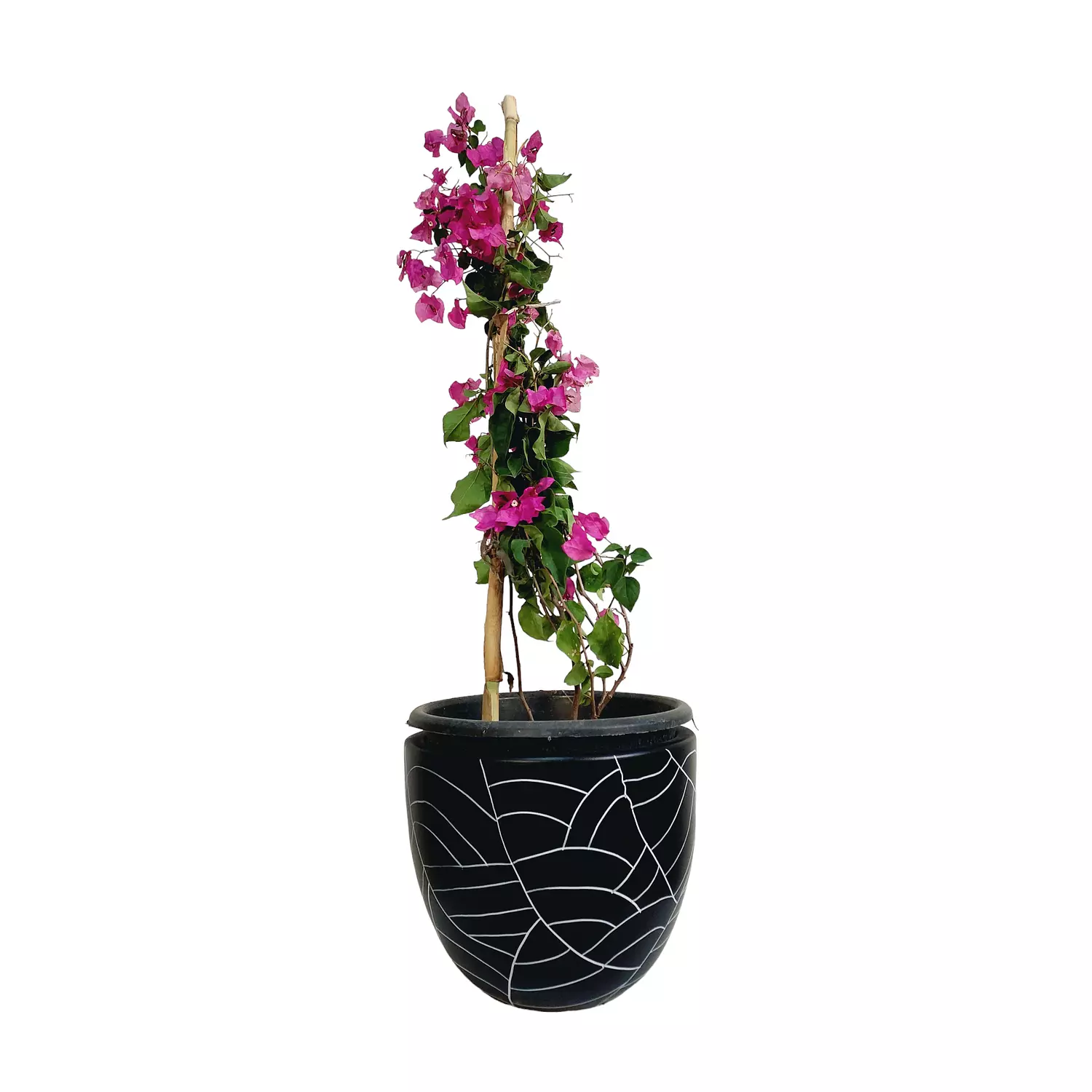 Bougainville 'Pink' hover image