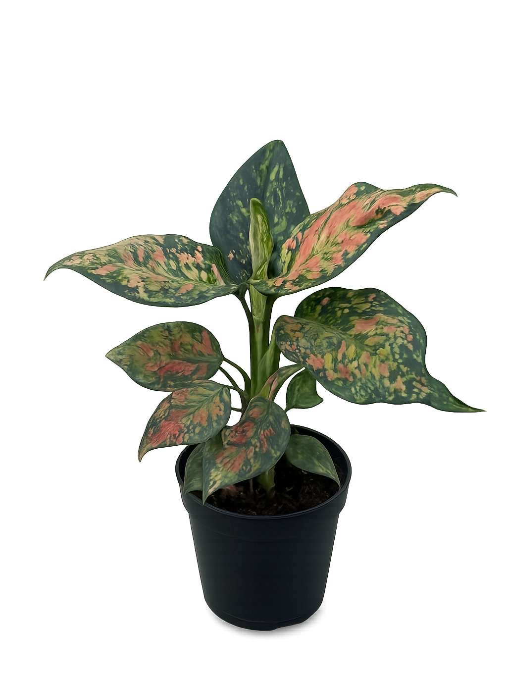 <h4 style="text-align: center"><span style="color: #2E2A26"><strong>Aglaonema ‘Pink Splash’</strong></span></h4>