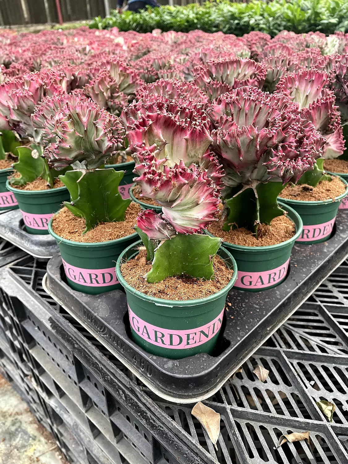 Coral Cactus 2
