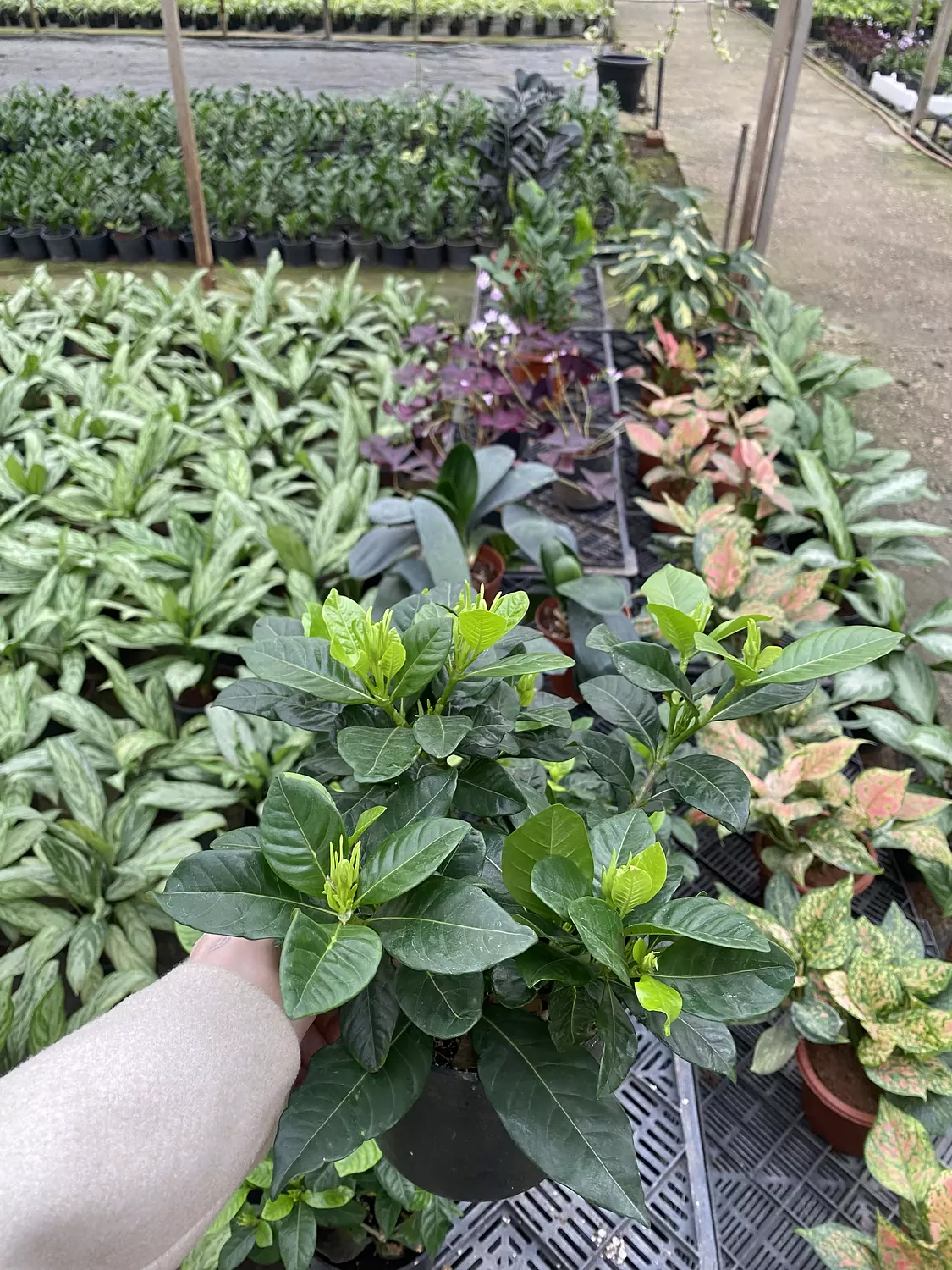 Gardenia hover image