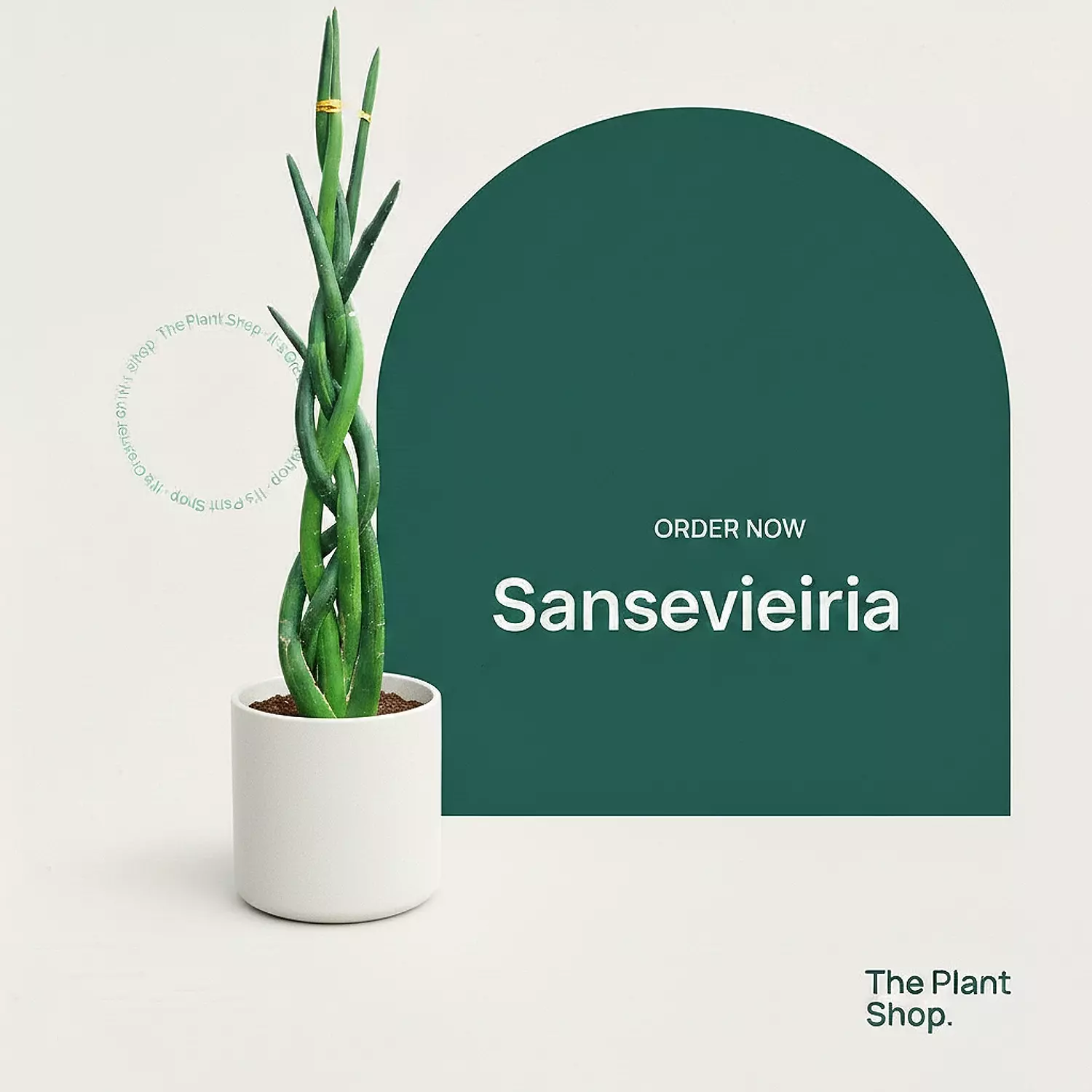Sansevieria Cylindrica image