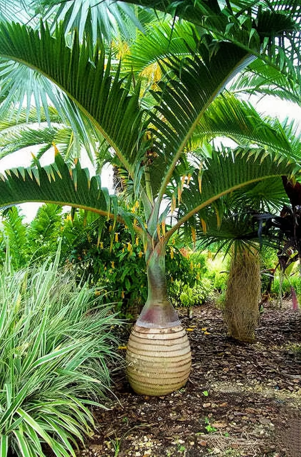 Bottle Palm 1