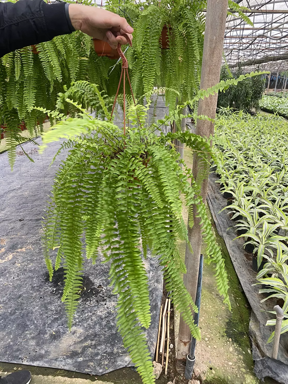 Hanging Boston Fern hover image