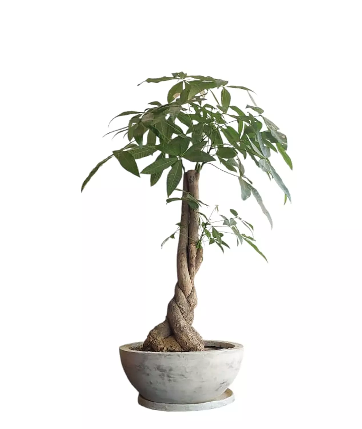Money Tree with Fiberglass Pot image