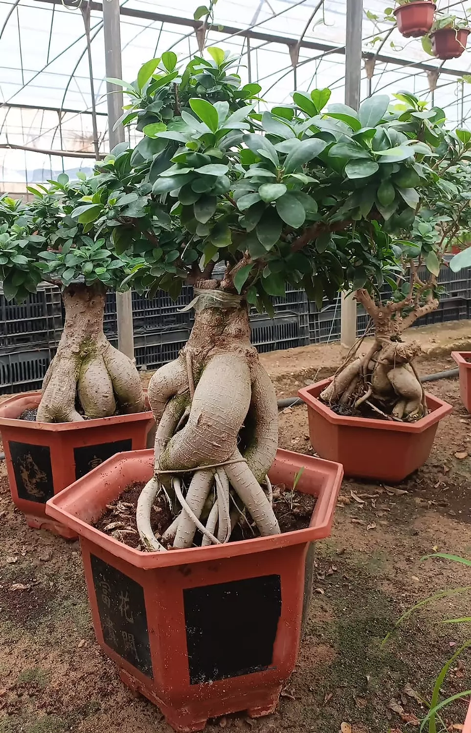 The Dome Size 2 image