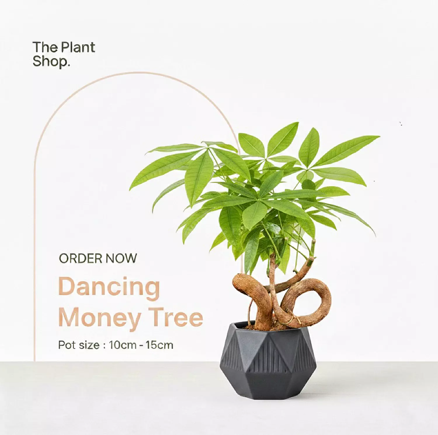 Dancing Money Tree image