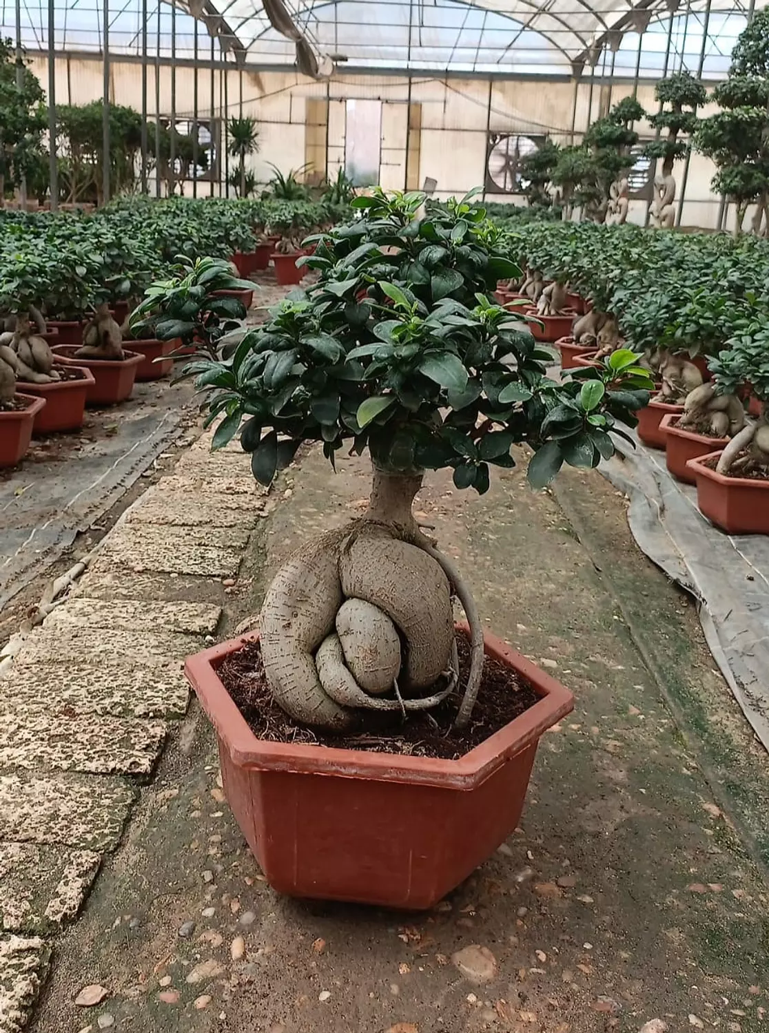Ginseng Ficus Bonsai 4