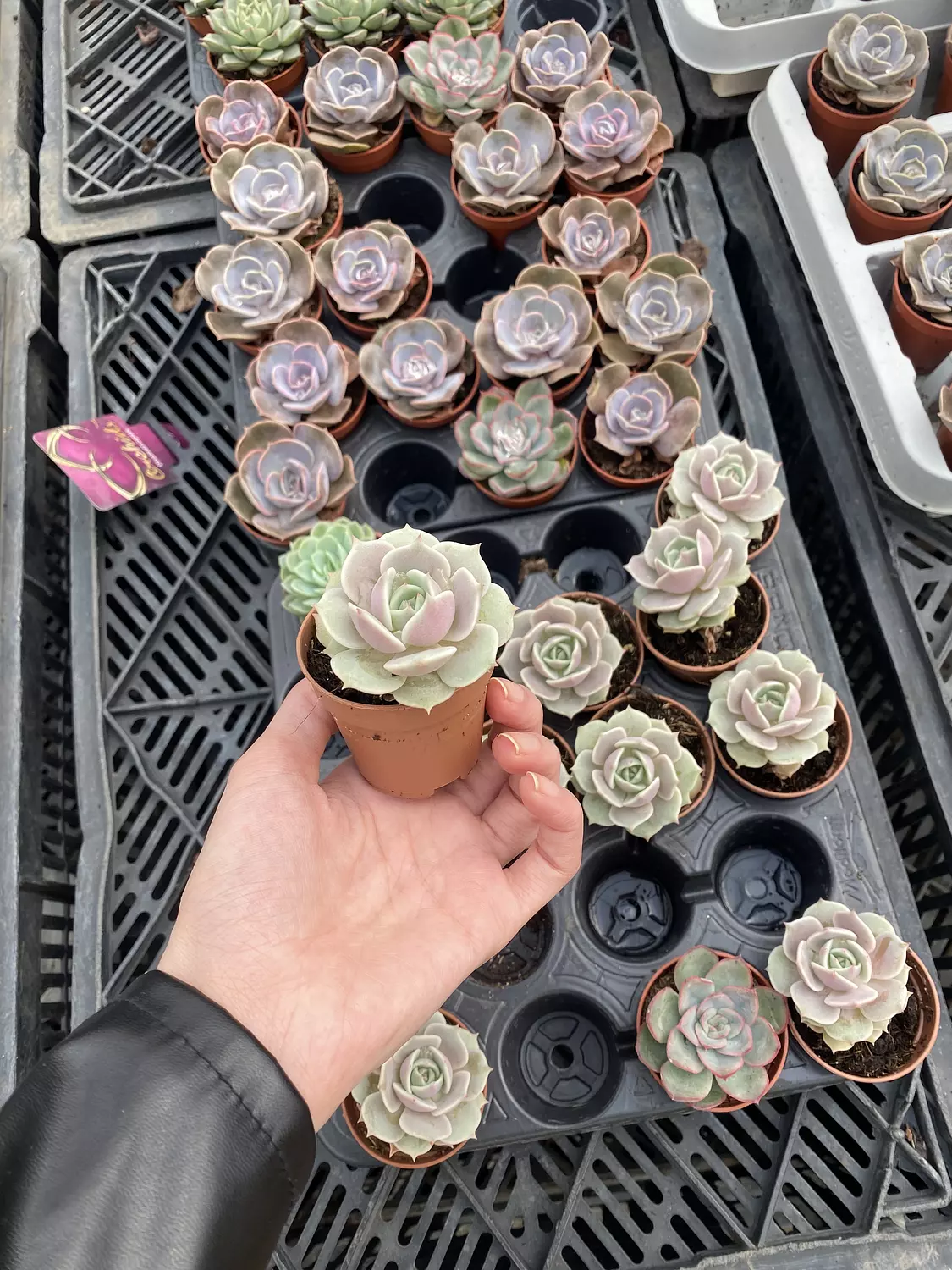 Echeveria Lola image