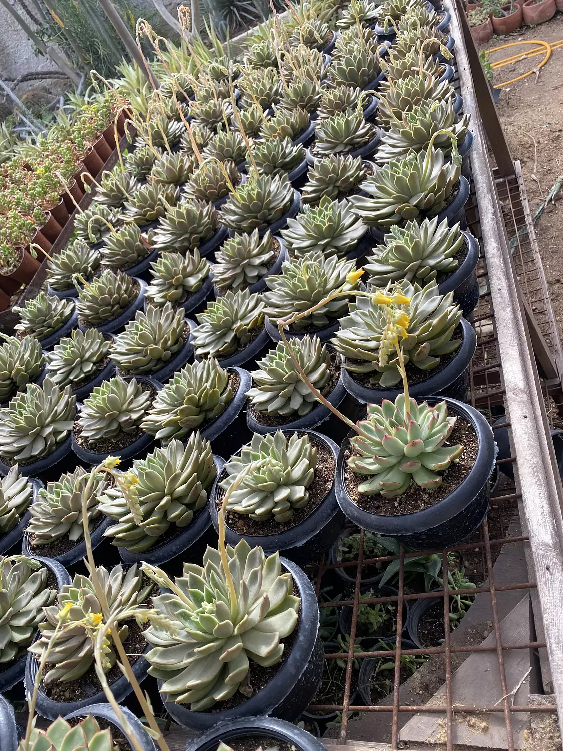 Jumbo Echeverias (2) 2