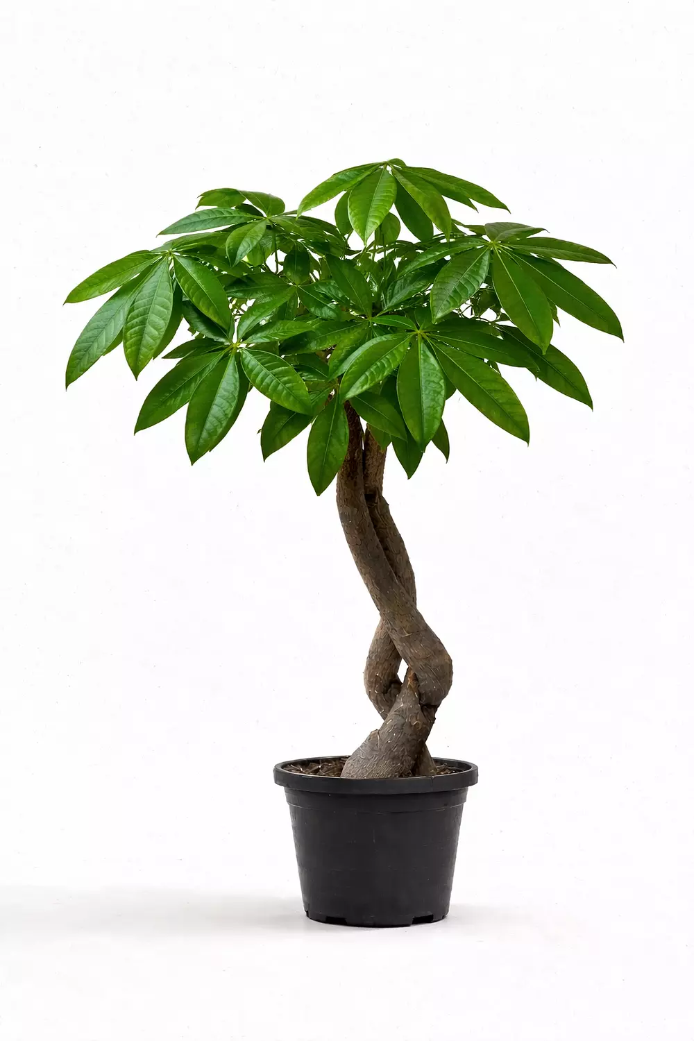 Crazy Money Tree image