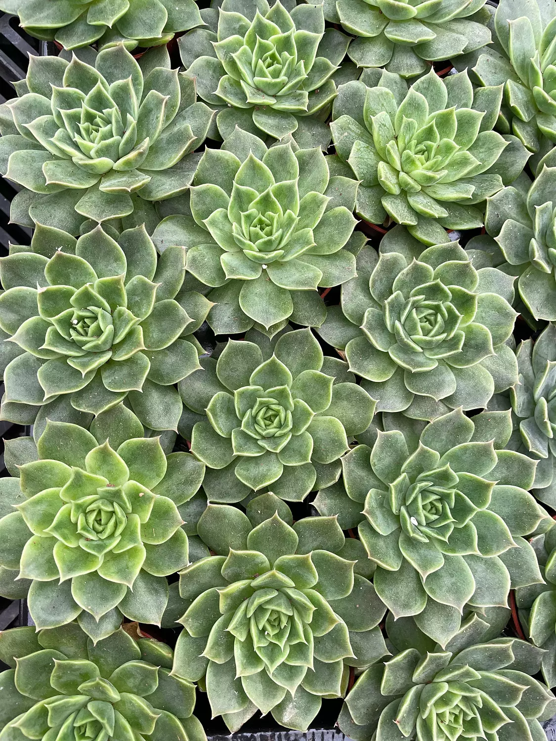 Echeverias Cactus - Shape 1 image
