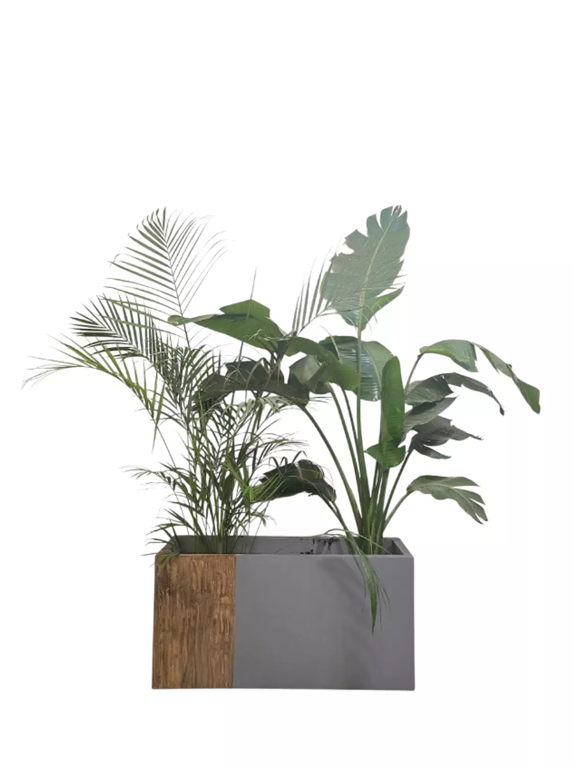 Augusta & Areca with Aurelia Fiberglass Pot image