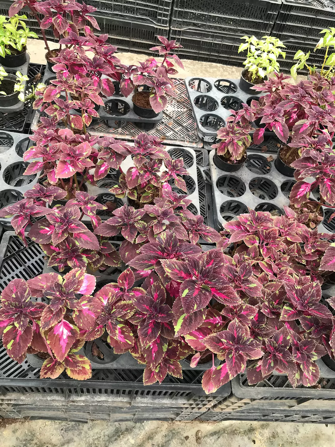 Coleus 2
