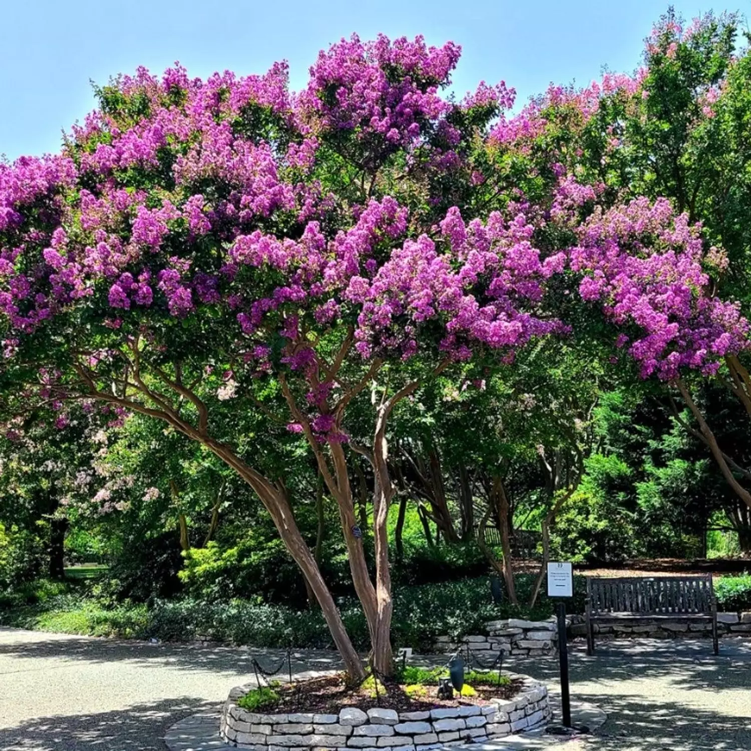 Crepe Myrtle hover image