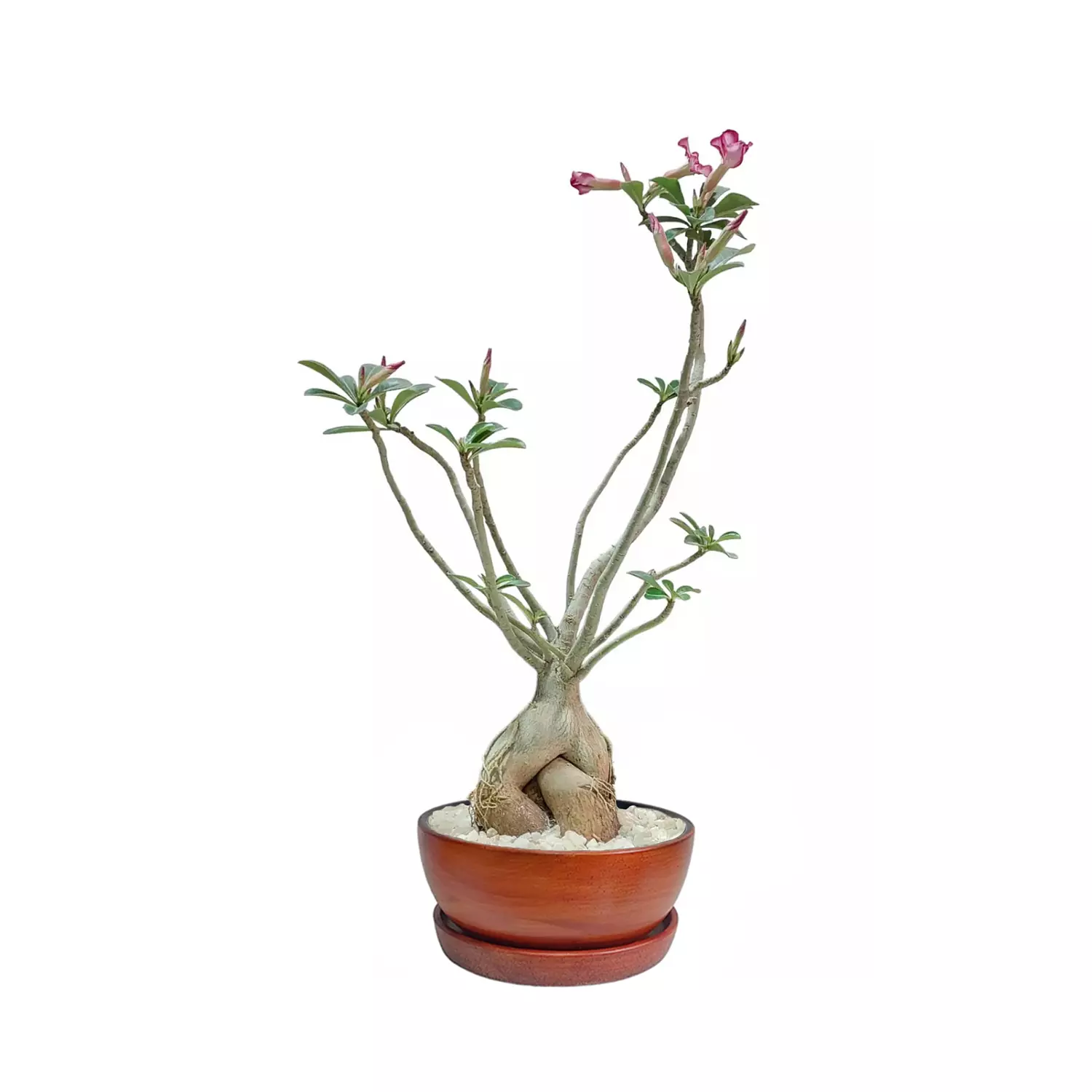 Adenium "Desert Rose" 3