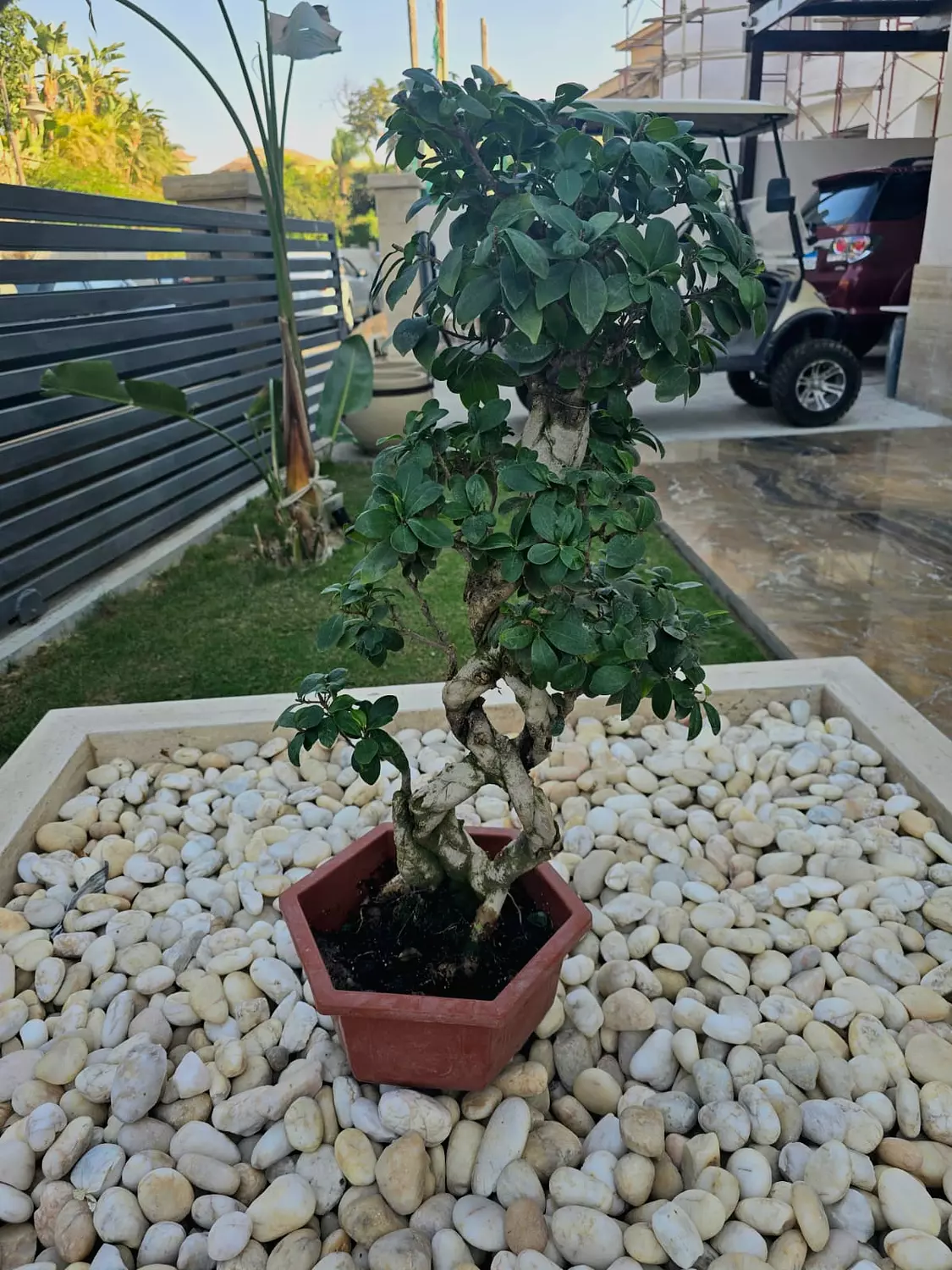 (8) Shape Bonsai 6