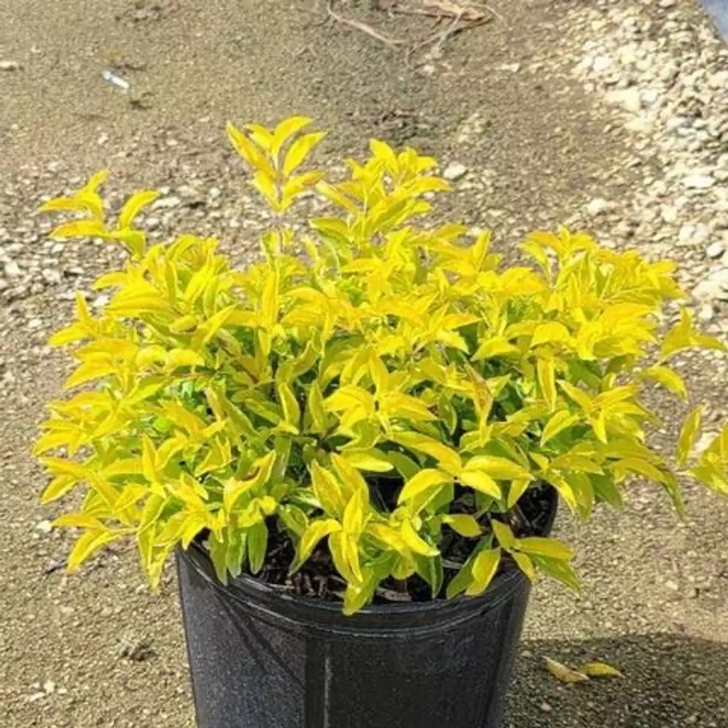 Duranta Lemon hover image