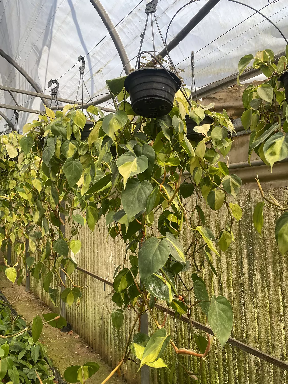 Hanging Philodendron Heart Shape 4