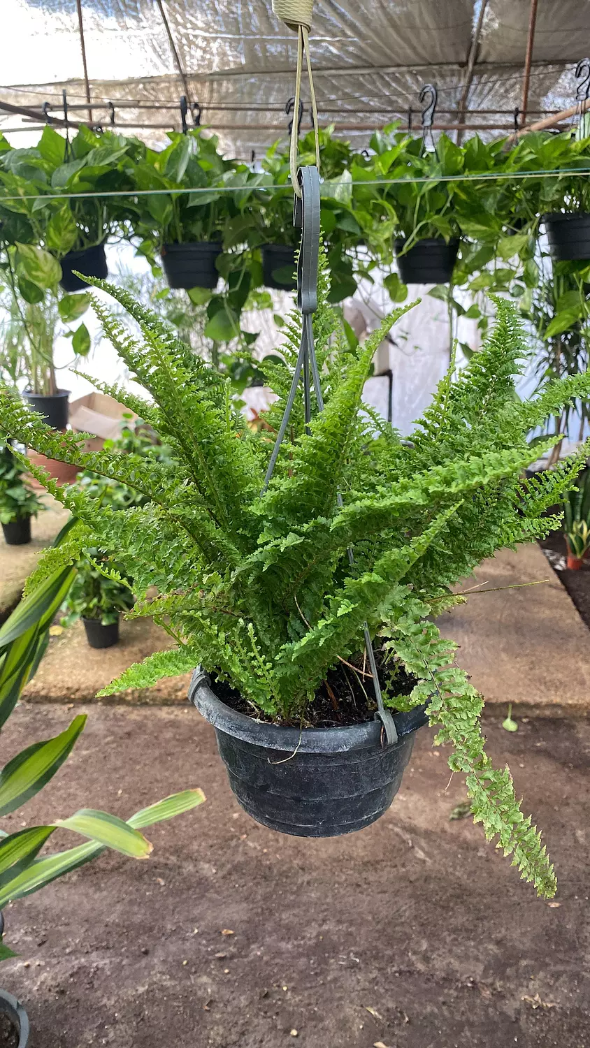 Hanging Boston Fern 4