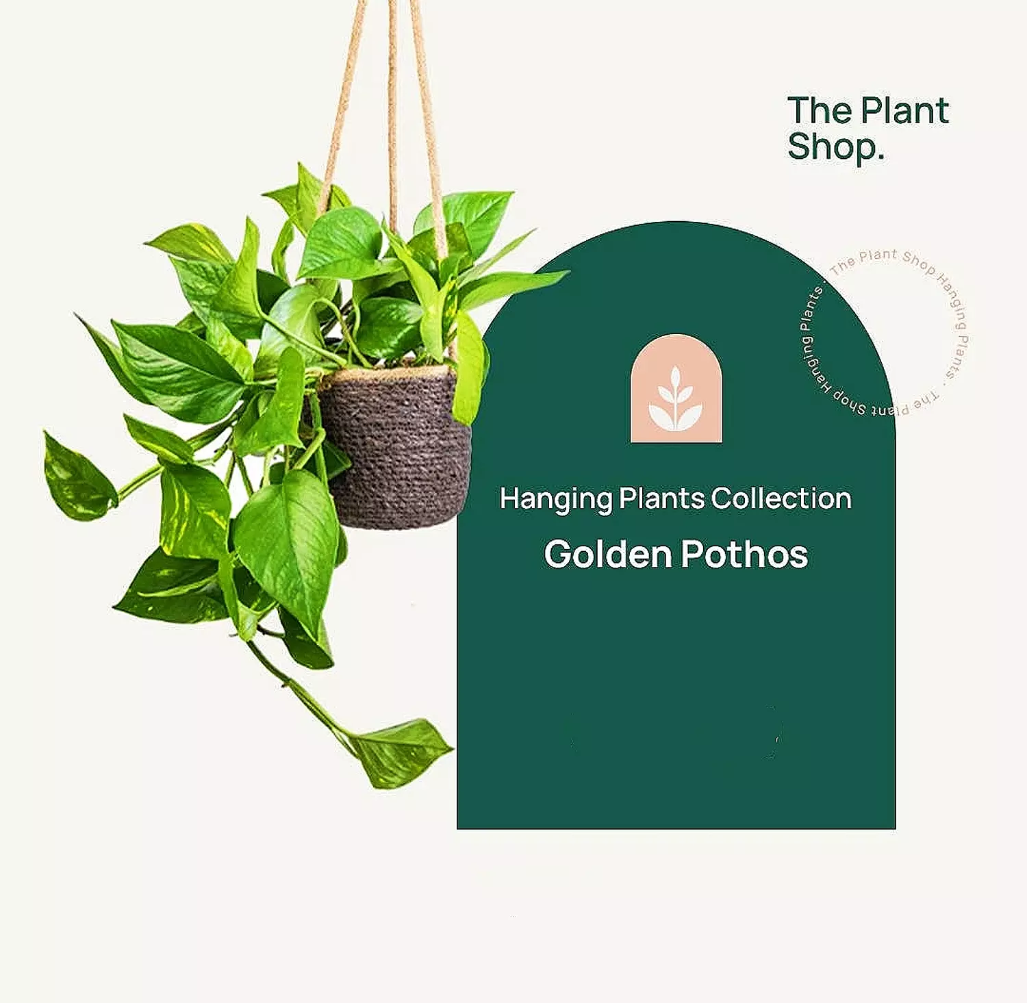 Hanging Golden Pothos image