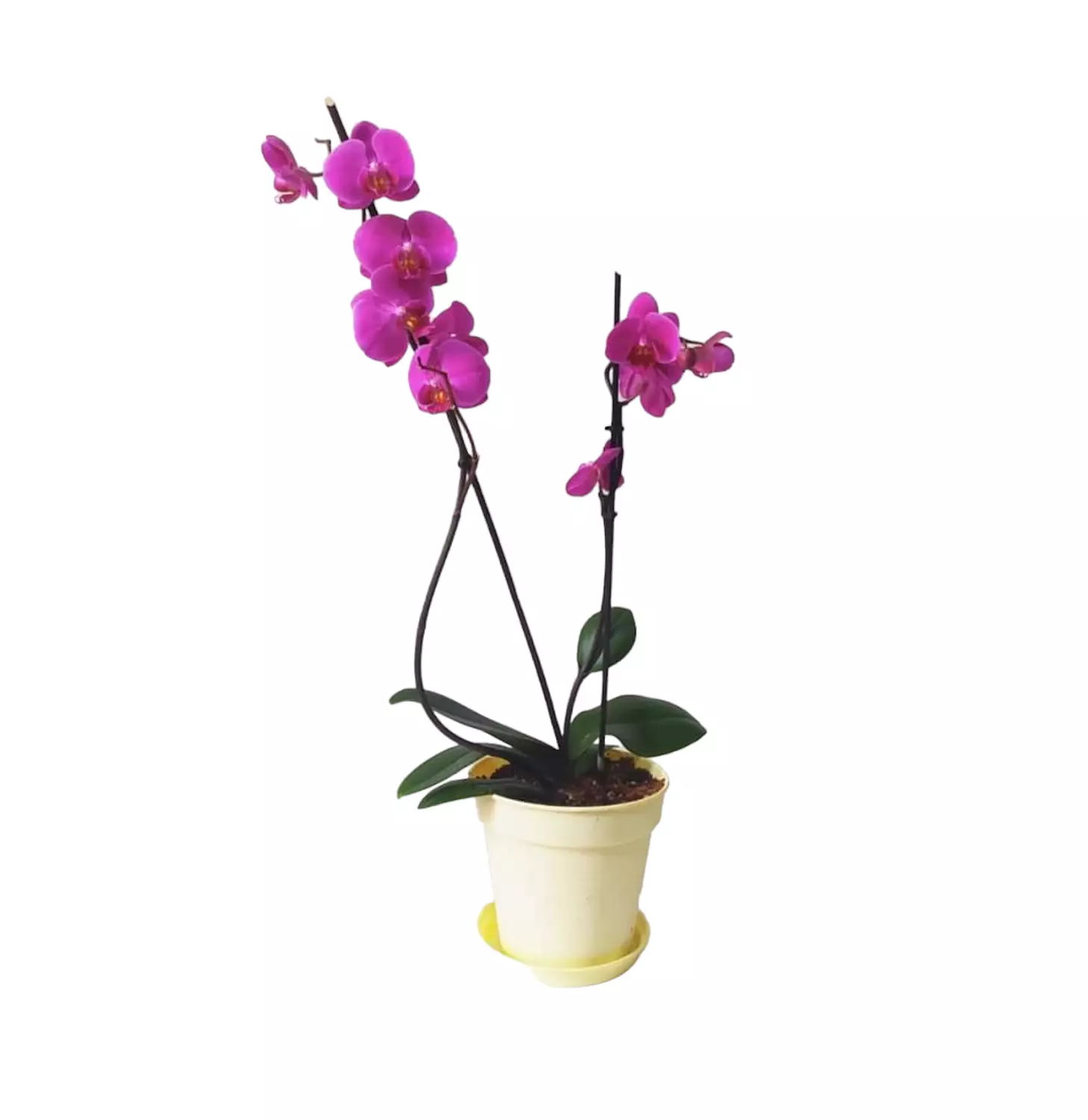 Orchid