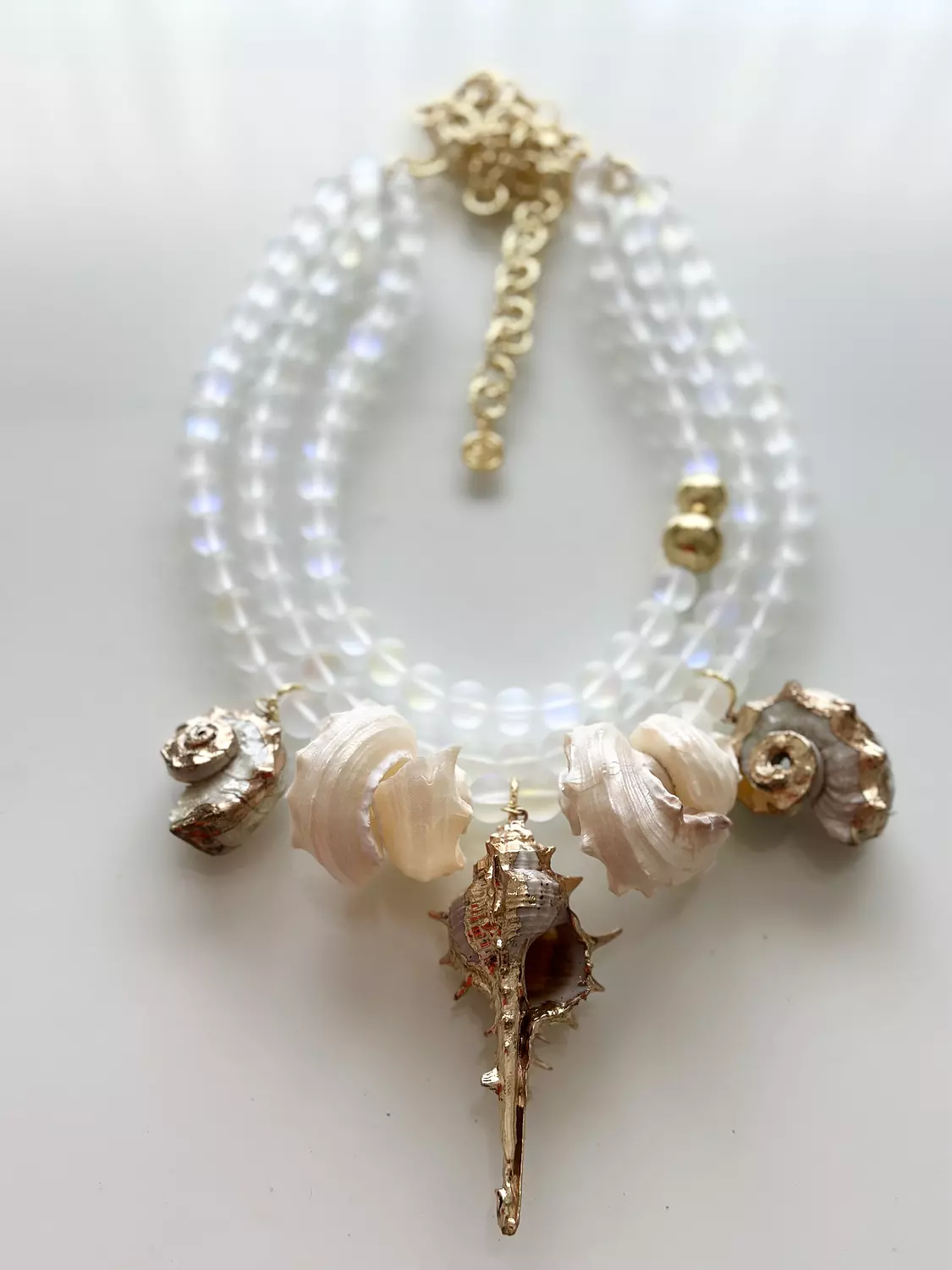 Seashells  image