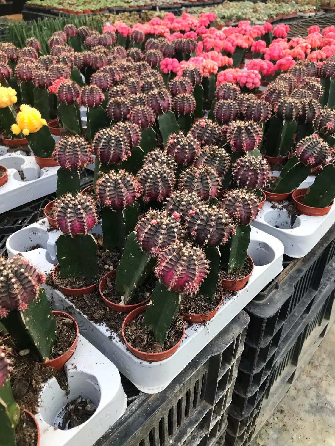 Neon Cactus 6