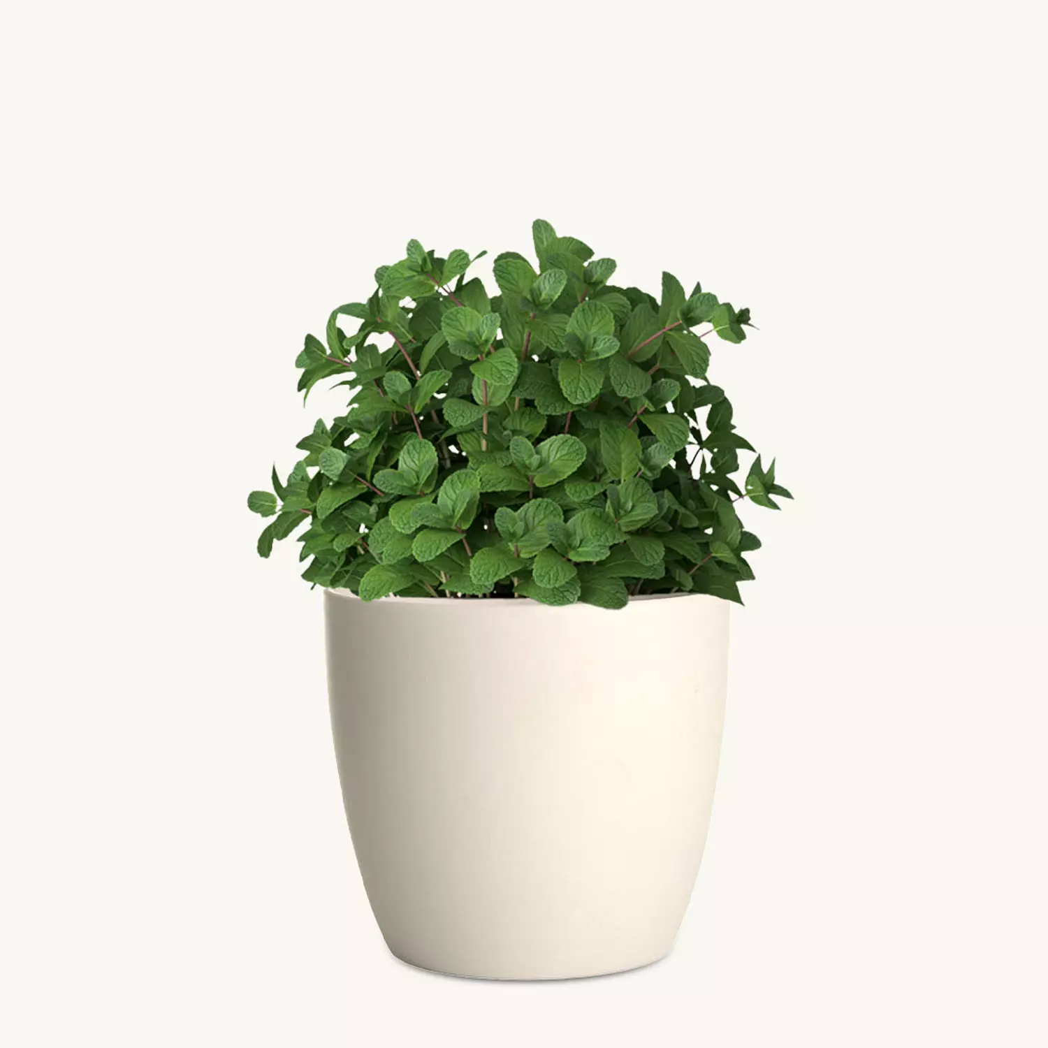 Mint image