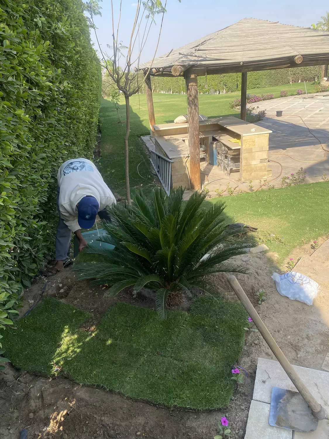 SAGO PALM (CYCAS) 5