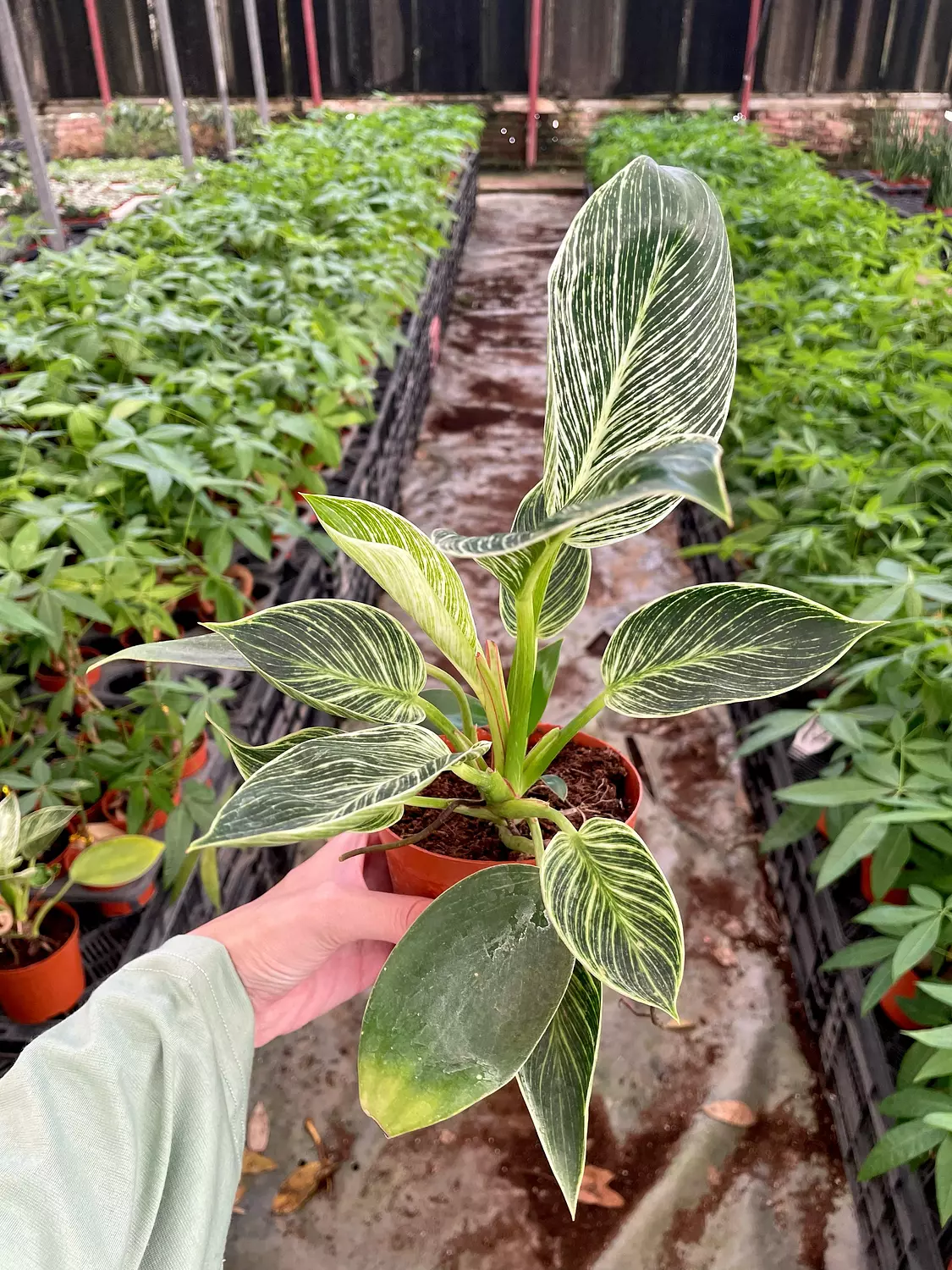 Philodendron Birkin 1
