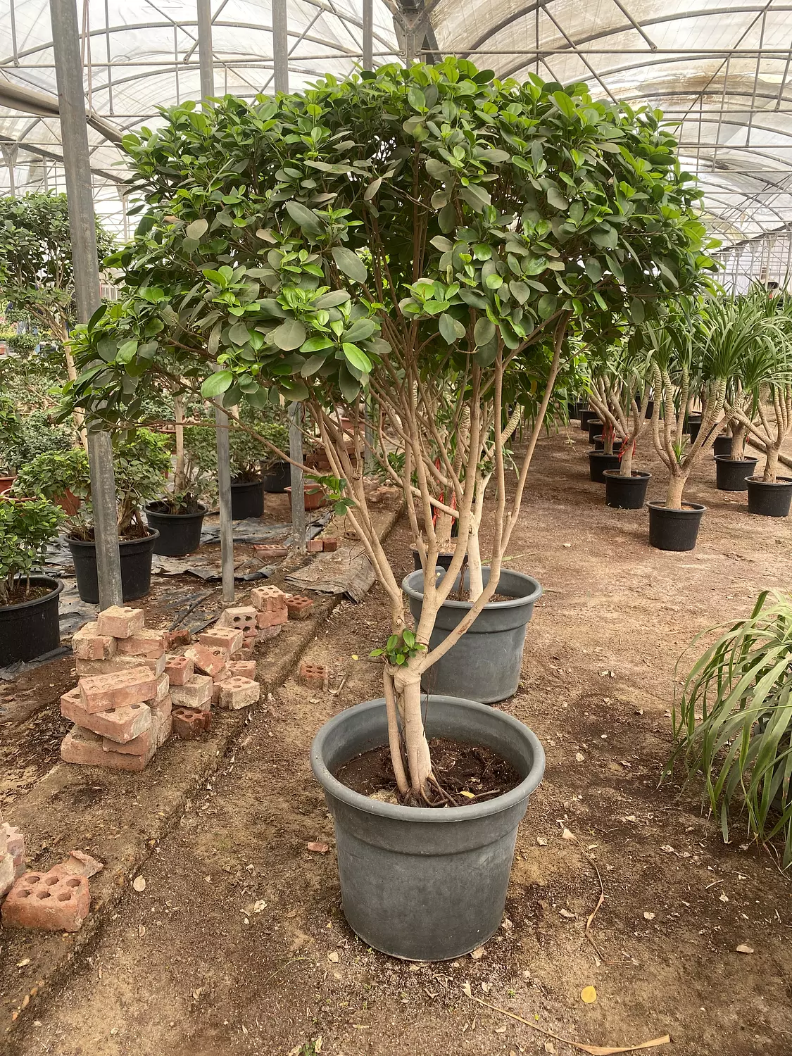 Ficus Panda 5