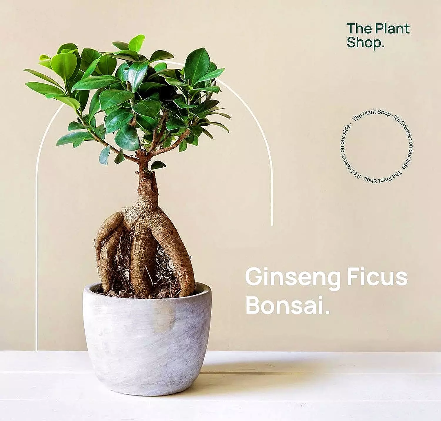 Ginseng Ficus Bonsai image