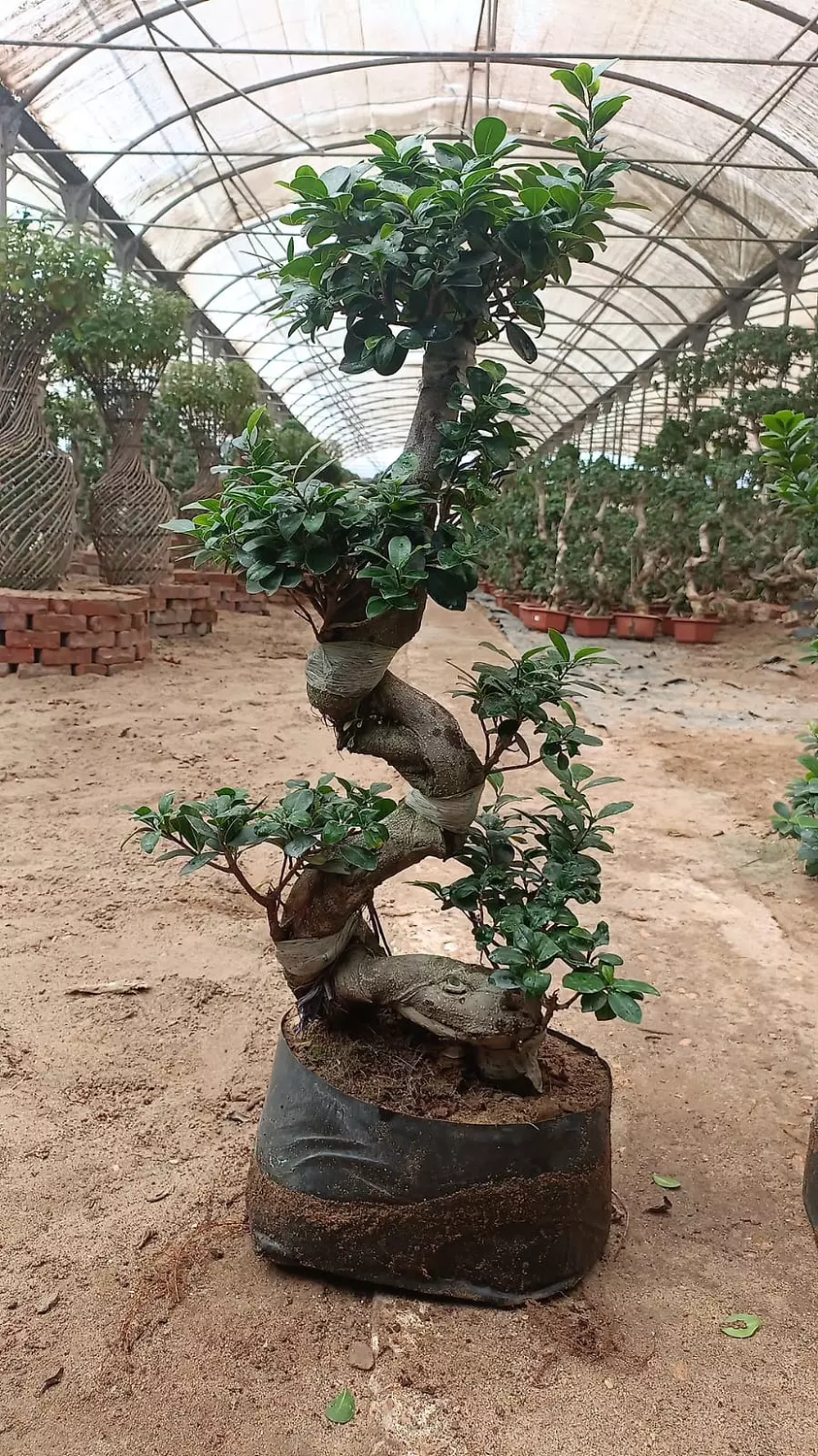 S Shape Bonsai Tree 6