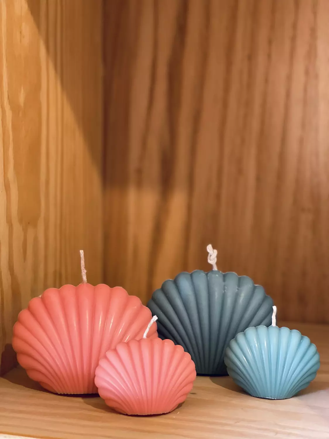 Seashell 1