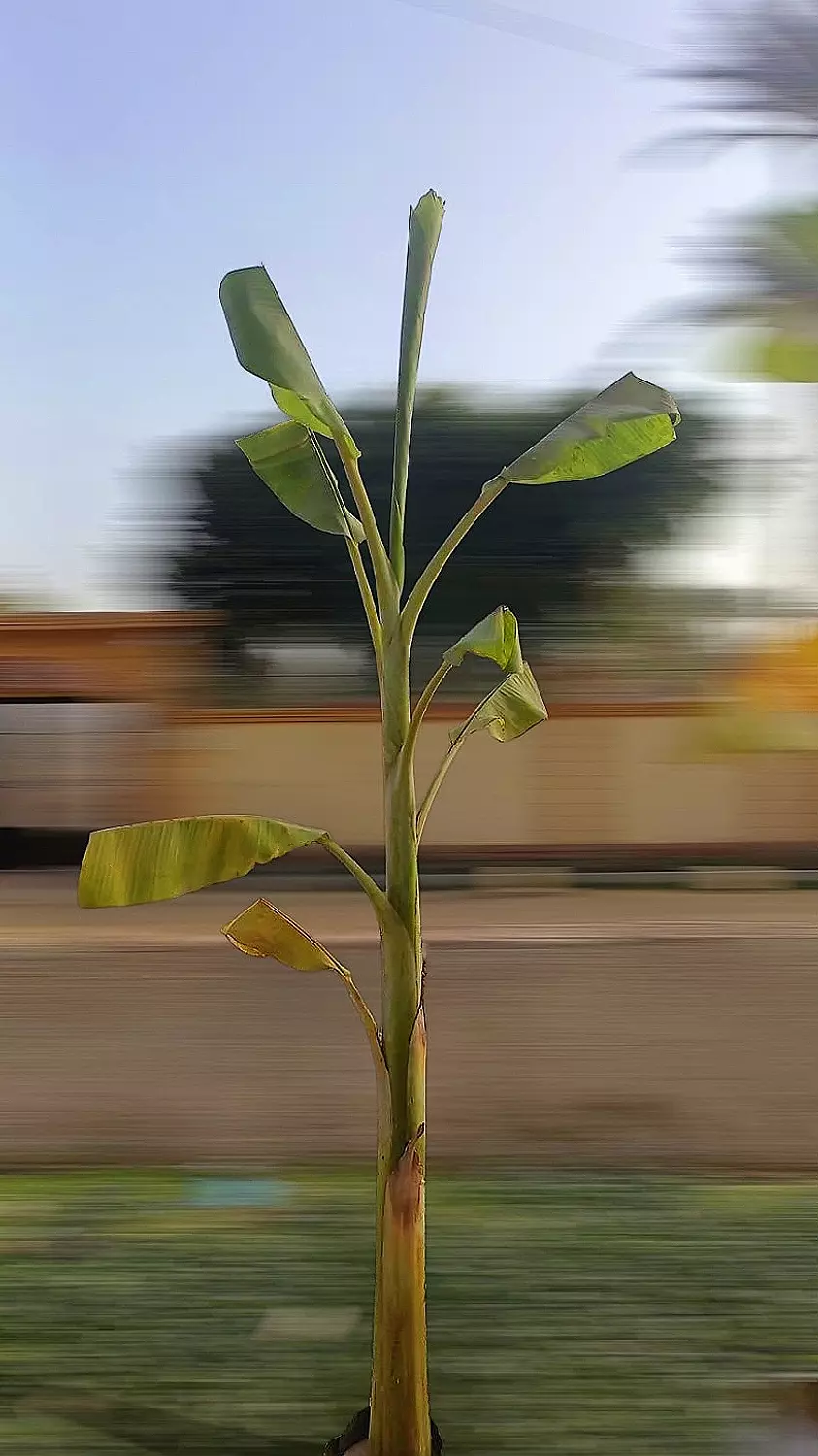 Banana  image