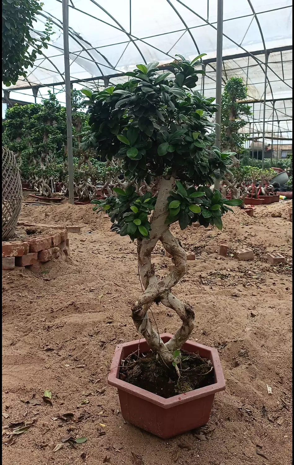 (8) Shape Bonsai 3