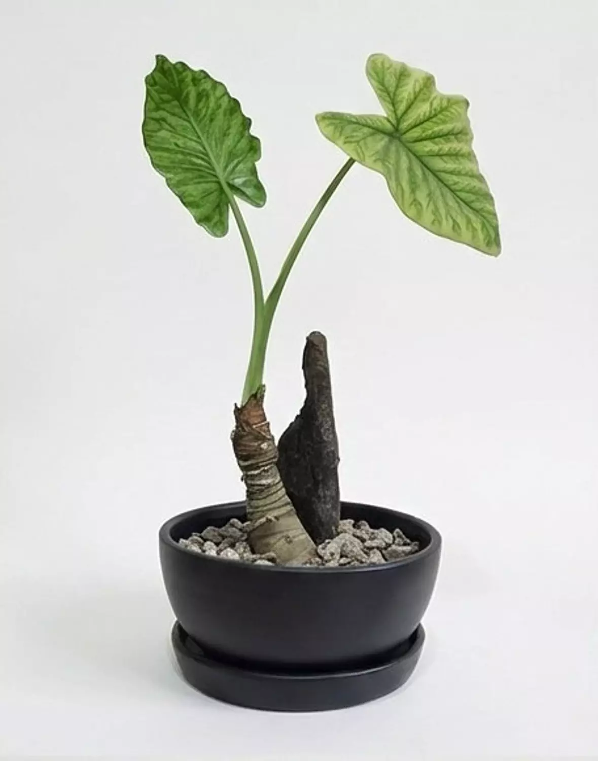 Alocasia 2