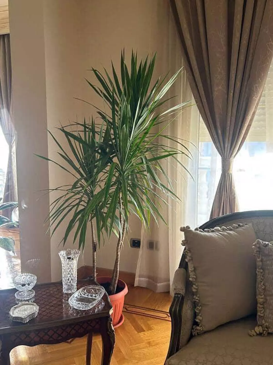 Darcena Santa Rosa hover image