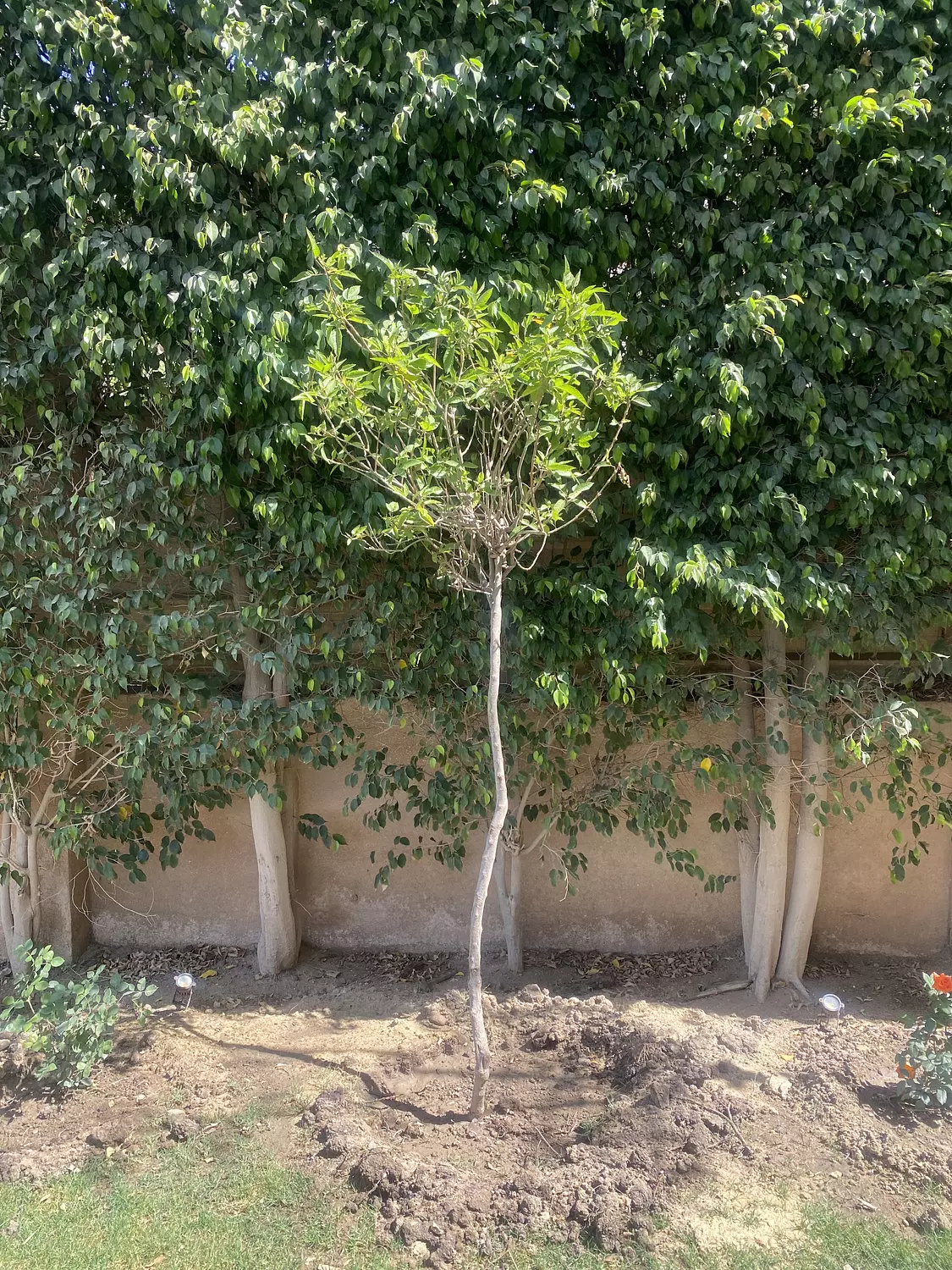 Tecoma Tree  2