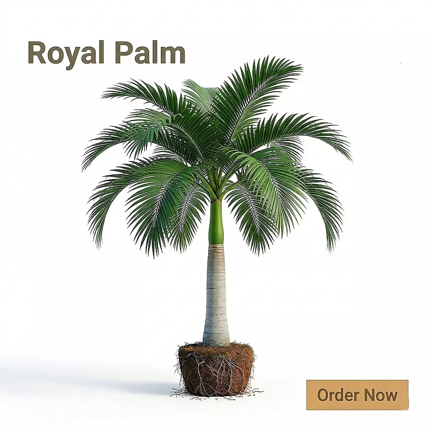 Royal Palm image